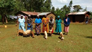 Marinda widows + sheep